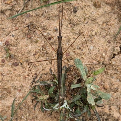 Ranatra sp. (genus) (Water Scorpion or Water Stick Insect) at Wallaroo, NSW - 22 Oct 2024 by Jek