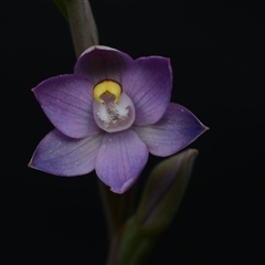 Thelymitra peniculata (Blue Star Sun-orchid) at Hall, ACT - 23 Oct 2024 by BB23