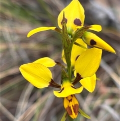 Diuris sulphurea (Tiger Orchid) at Bruce, ACT - 23 Oct 2024 by JVR