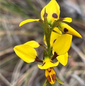 Diuris sulphurea at Bruce, ACT - 23 Oct 2024