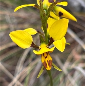 Diuris sulphurea at Bruce, ACT - suppressed