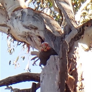 Callocephalon fimbriatum (identifiable birds) at Cook, ACT - suppressed