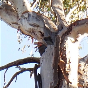 Callocephalon fimbriatum (identifiable birds) at Cook, ACT - suppressed