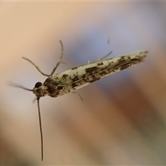 Unidentified Moth (Lepidoptera) by CathB