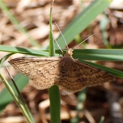 Scopula rubraria (Reddish Wave, Plantain Moth) at Cook, ACT - 4 Oct 2024 by CathB