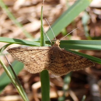 Scopula rubraria (Reddish Wave, Plantain Moth) at Cook, ACT - 4 Oct 2024 by CathB