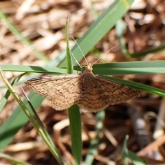 Scopula rubraria at Cook, ACT - 5 Oct 2024