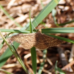 Scopula rubraria at Cook, ACT - 5 Oct 2024