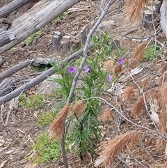 Solanum linearifolium (Kangaroo Apple) at Uriarra Village, ACT - 23 Oct 2024 by Jackserbatoioactgov