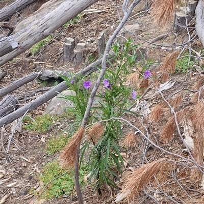 Solanum linearifolium (Kangaroo Apple) at Uriarra Village, ACT - 23 Oct 2024 by Jackserbatoioactgov