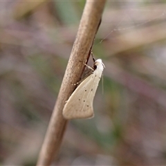 Thalerotricha mylicella (Wingia Group) at Cook, ACT - 5 Oct 2024 by CathB