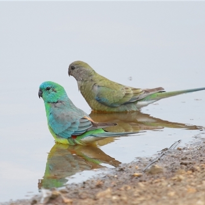 Psephotus haematonotus (Red-rumped Parrot) at Throsby, ACT - 22 Oct 2024 by TimL