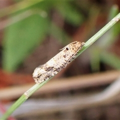 Isochorista ranulana (A Tortricid moth) at Cook, ACT - 6 Oct 2024 by CathB