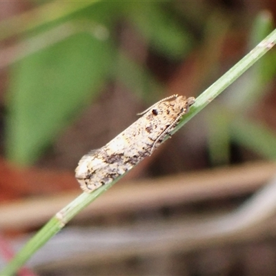 Isochorista ranulana (A Tortricid moth) at Cook, ACT - 6 Oct 2024 by CathB