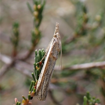 Etiella behrii (Lucerne Seed Web Moth) at Cook, ACT - 7 Oct 2024 by CathB