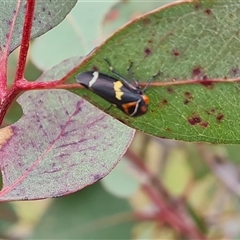 Eurymeloides pulchra (Gumtree hopper) at Symonston, ACT - 23 Oct 2024 by Mike