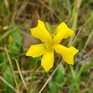 Goodenia pinnatifida at Symonston, ACT - 23 Oct 2024 02:46 PM