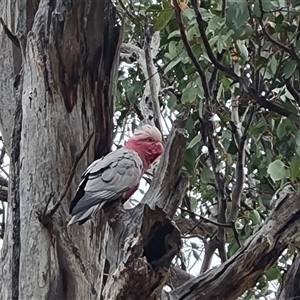 Eolophus roseicapilla at Symonston, ACT - 23 Oct 2024