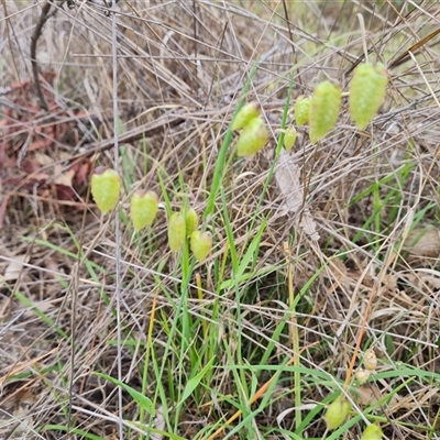 Briza maxima (Quaking Grass, Blowfly Grass) at Symonston, ACT - 23 Oct 2024 by Mike