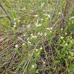 Asperula conferta at Symonston, ACT - 23 Oct 2024