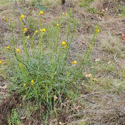 Xerochrysum viscosum (Sticky Everlasting) at Symonston, ACT - 23 Oct 2024 by Mike