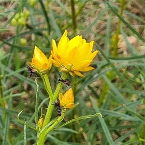 Xerochrysum viscosum at Symonston, ACT - 23 Oct 2024 02:34 PM