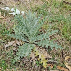 Onopordum acanthium (Scotch Thistle) at Symonston, ACT - 23 Oct 2024 by Mike