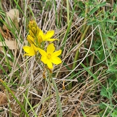 Bulbine bulbosa (Golden Lily, Bulbine Lily) at Symonston, ACT - 23 Oct 2024 by Mike