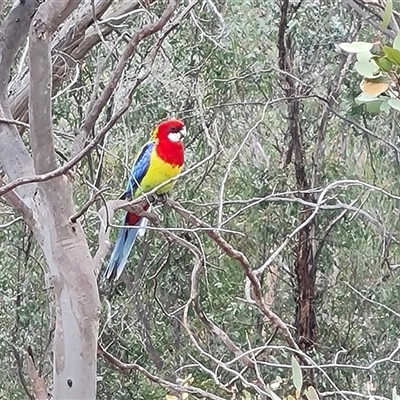 Platycercus eximius (Eastern Rosella) at Symonston, ACT - 23 Oct 2024 by Mike