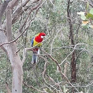 Platycercus eximius at Symonston, ACT - 23 Oct 2024 02:21 PM