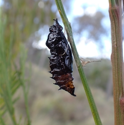 Delias harpalyce (Imperial Jezebel) at Cook, ACT - 7 Oct 2024 by CathB