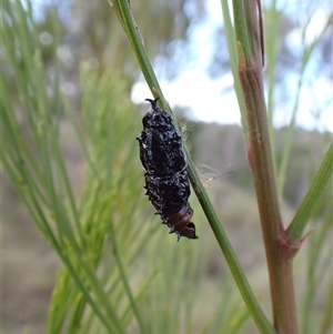 Delias harpalyce at Cook, ACT - 7 Oct 2024 04:31 PM