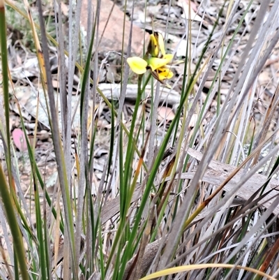 Diuris sulphurea (Tiger Orchid) at Carwoola, NSW - 22 Oct 2024 by LPadg