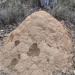 Nasutitermes exitiosus (Snouted termite, Gluegun termite) at Carwoola, NSW - 23 Oct 2024 by LPadg