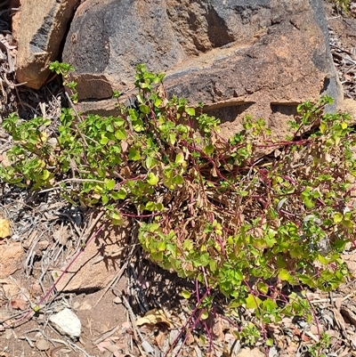 Senecio angulatus (Climbing Groundsel) at Fadden, ACT - 21 Oct 2024 by LPadg