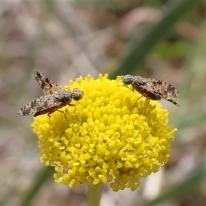 Austrotephritis poenia at Cook, ACT - 6 Oct 2024 12:41 PM