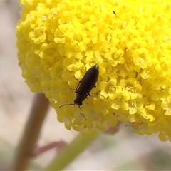 Dasytinae (subfamily) at Cook, ACT - 6 Oct 2024 12:37 PM