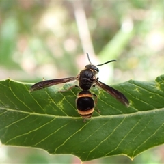 Paralastor sp. (genus) (Potter Wasp) at Cook, ACT - 6 Oct 2024 by CathB