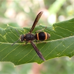 Paralastor sp. (genus) at Cook, ACT - suppressed