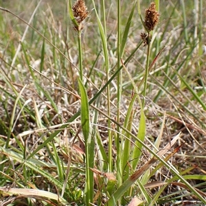 Luzula ovata at Cook, ACT - 8 Oct 2024 03:57 PM