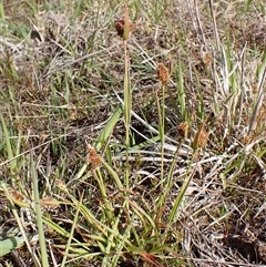 Luzula ovata at Cook, ACT - 8 Oct 2024 03:57 PM