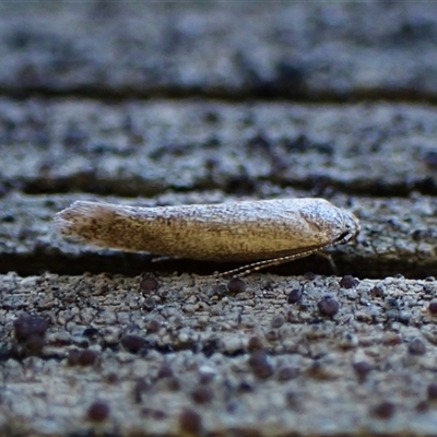 Unidentified Concealer moth (Oecophoridae) at Cook, ACT - 9 Oct 2024 by CathB