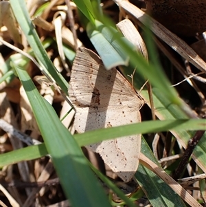 Taxeotis perlinearia at Cook, ACT - 9 Oct 2024 10:33 AM