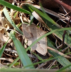 Taxeotis perlinearia at Cook, ACT - 9 Oct 2024 10:33 AM