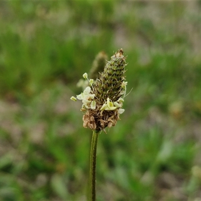 Plantago lanceolata (Ribwort Plantain, Lamb's Tongues) at Gundary, NSW - 23 Oct 2024 by trevorpreston