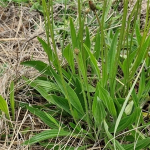 Plantago lanceolata at Gundary, NSW - 23 Oct 2024 04:43 PM