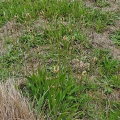 Plantago lanceolata at Gundary, NSW - 23 Oct 2024 04:43 PM