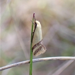 Coeranica isabella (A Concealer moth) at Cook, ACT - 17 Oct 2024 by CathB