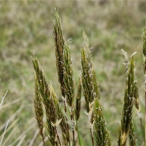 Anthoxanthum odoratum at Gundary, NSW - 23 Oct 2024