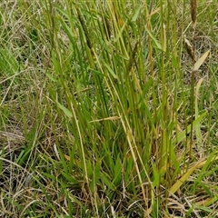 Anthoxanthum odoratum at Gundary, NSW - 23 Oct 2024